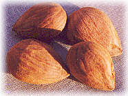 Apricot Seeds